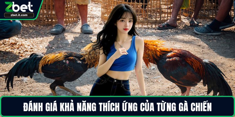 Đánh giá khả năng thích ứng của từng gà chiến