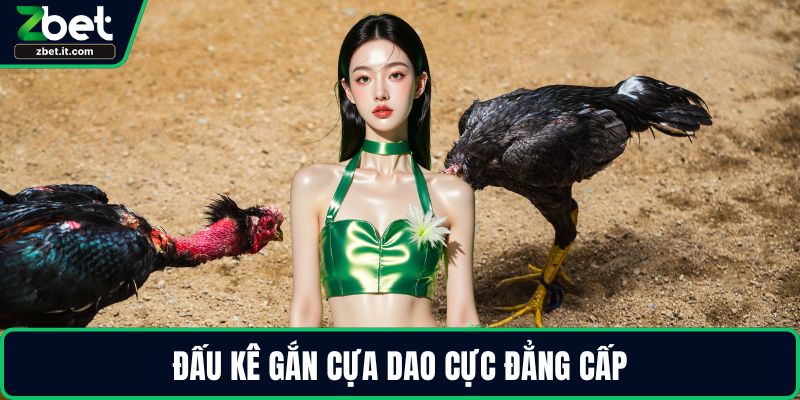 Đấu kê gắn cựa dao cực đẳng cấp