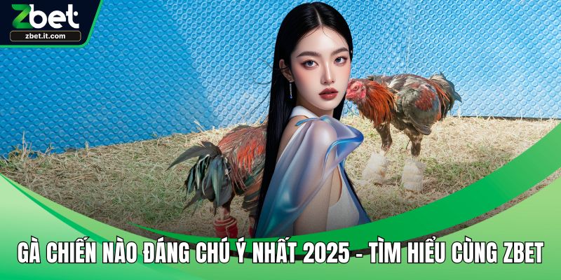 Gà chiến nào đáng chú ý nhất 2025