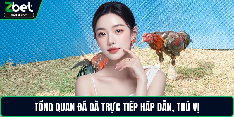 Tổng quan đá gà trực tiếp hấp dẫn, thú vị